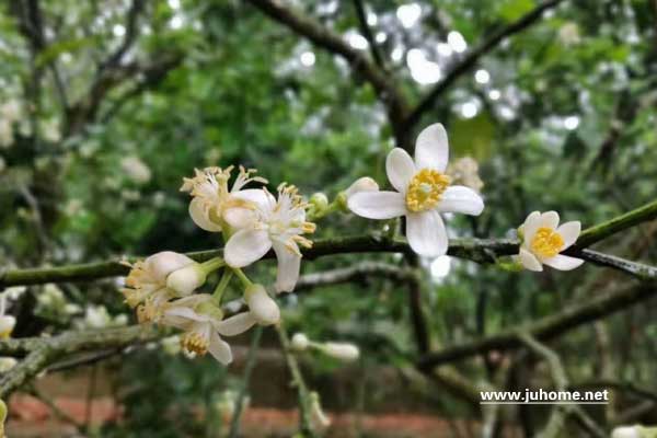 橘红花欣赏：2019化州平定化橘红赏花节图片回顾