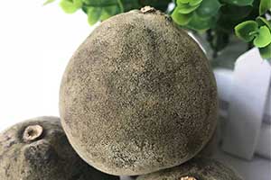 化橘红的功效与作用及禁忌