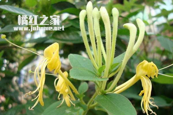 金银花