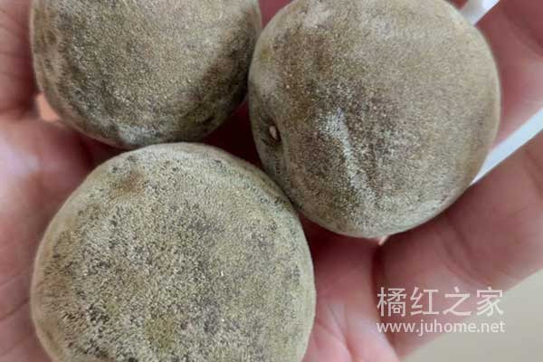 化橘红