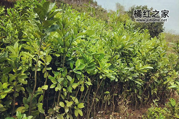 化州橘红苗