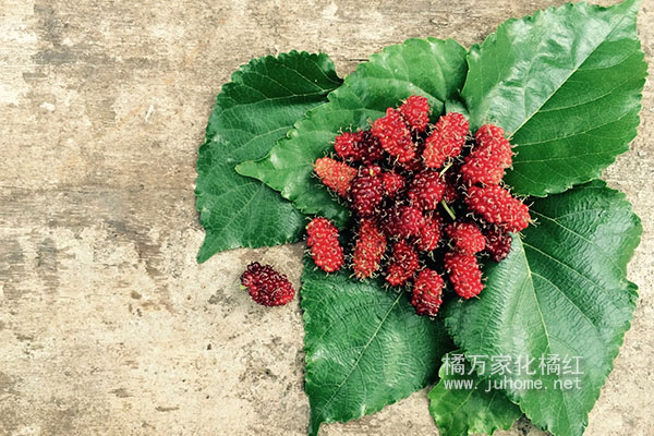 桑叶茶