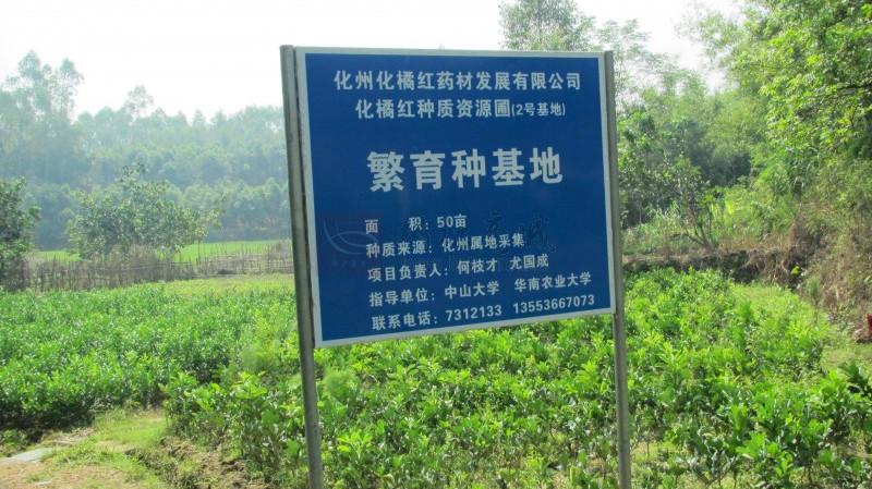 橘红基地