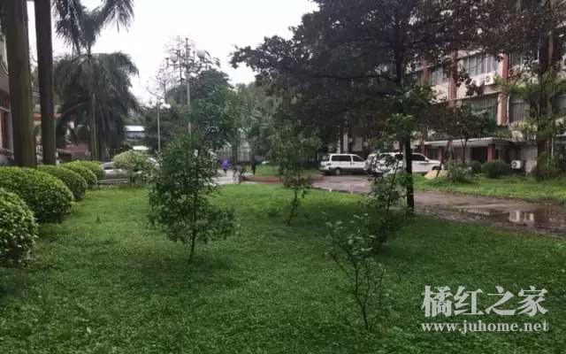 移植后的化橘红对比