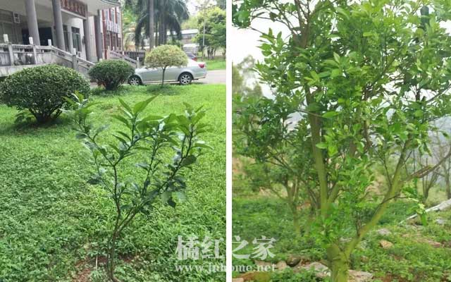 移植后的化橘红