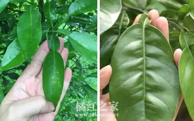 移植后的化橘红