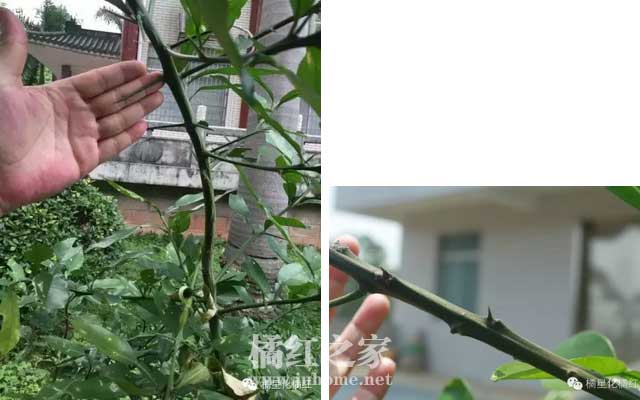 移植后的化橘红