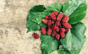 桑叶茶可以和化州橘红一起泡茶吗