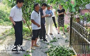 有没有超过100年的化橘红树？居然...