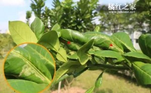 化橘红潜叶蛾虫害