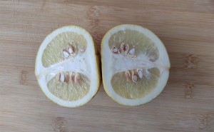 成熟的橘红果是怎样的？