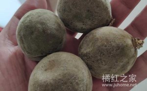 化州橘红：果径6cm左右为化州柚最适采果期