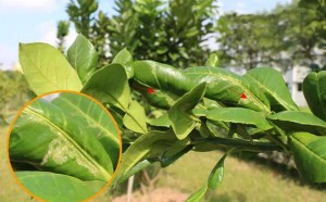 化橘红种植常见的6大虫害