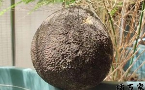 化州橘红、橘红和化橘红一样吗？有3点不同