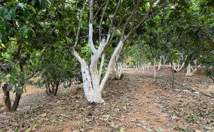 如何辨别化州橘红是野生的？