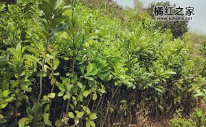 化州橘红树苗价格，多少钱一棵