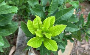茂名市化橘红办：调研指导化橘红产业的提升工作