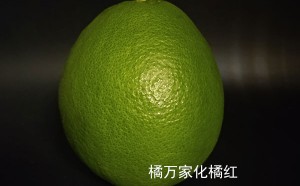 光橘红图片 光橘红是啥样的 光橘红别名