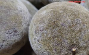 化州橘红多少钱一斤，正宗化橘红价格！