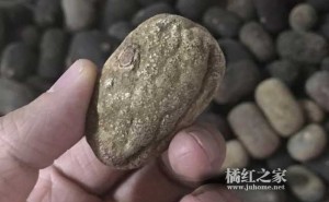 为什么那么难买到真正的化州橘红？