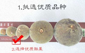 化州橘红胎好还是大果好？（哪种好）