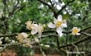 橘红花的功效与作用以及吃法