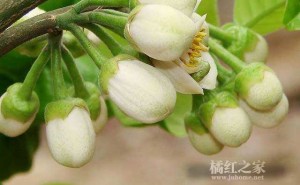 橘红花，迷倒了我
