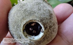 橘红普洱茶 橘普茶 产品参数图片