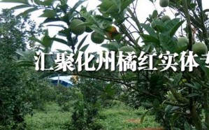 献县有橘红茶买吗？