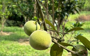 没申请地理标准授权，可以使用化橘红的名称吗？