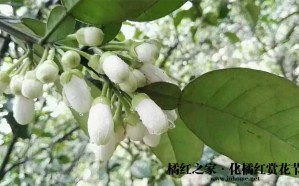 2016·化橘红追根溯源