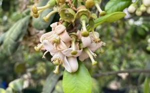 橘红花，迷倒了我