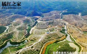 继续种植橘红：建设万亩化橘红种植基地