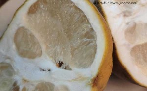 成熟的橘红果是怎样的？（多图片）