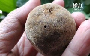 陈年化橘红：十五年化橘红价格多少钱？