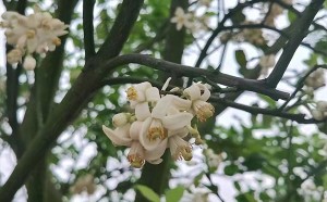 化橘红成花过程挥发油成分的动态变化及活性分析 学术