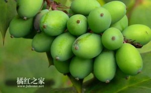 橘红青果茶