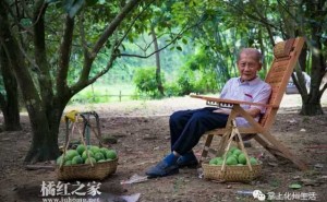 橘红收果期的喜悦