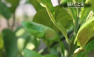 化橘红常见的种植栽培技术要点