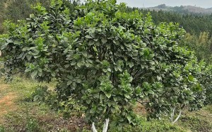 化橘红树(苗)受浸后怎么处理，化州橘红树水浸怎么办？