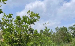 大量收购生橘红,2022化州橘红生果收购,橘红生果收购价格多少钱一斤