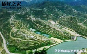旅游结合：航拍美华橘红基地，不一般