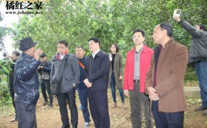慕名橘红花：大批媒体记者涌入化州市平定镇！