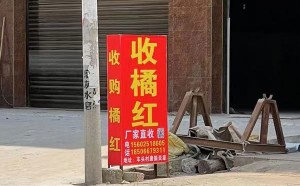 化州市合江镇哪里收生橘红？