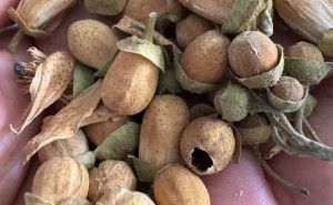 化橘红不同月份和部位氨基酸的测定与分析 学术