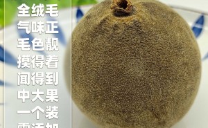 橘万家原果1个 化州橘红原果系列精选整果 40克