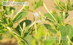 化橘红与金银花同时泡水可以吗，化橘红和金银花
