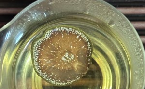 化橘红泡水的样子