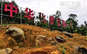 2019化州市化橘红花赏花节筹备中