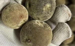 化州橘红应该如何收藏和挑选（图文并茂）